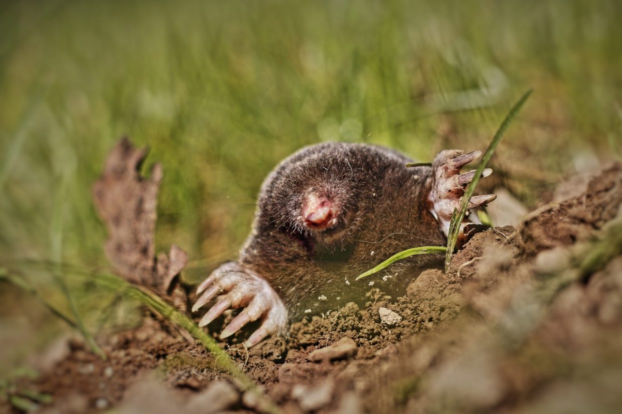 How to get rid of a mole from your garden