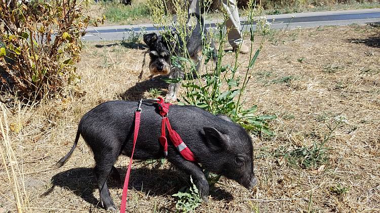 Micro pig and dog