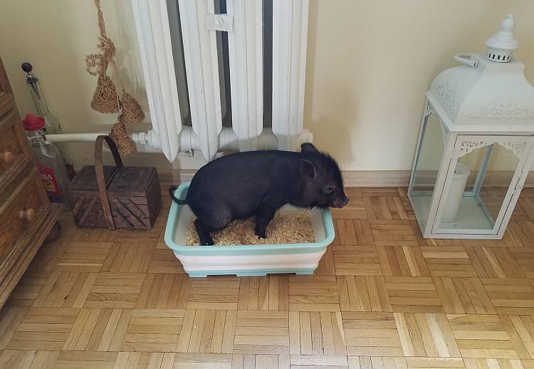 Miniature piggy settles in litter box