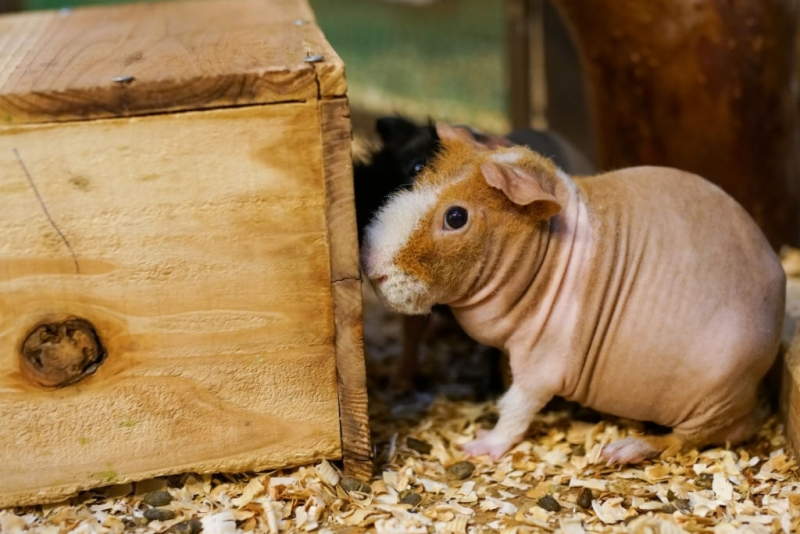 Skinny guinea pig - bald