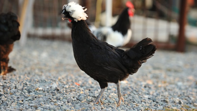 Exotic breeds of laying hens