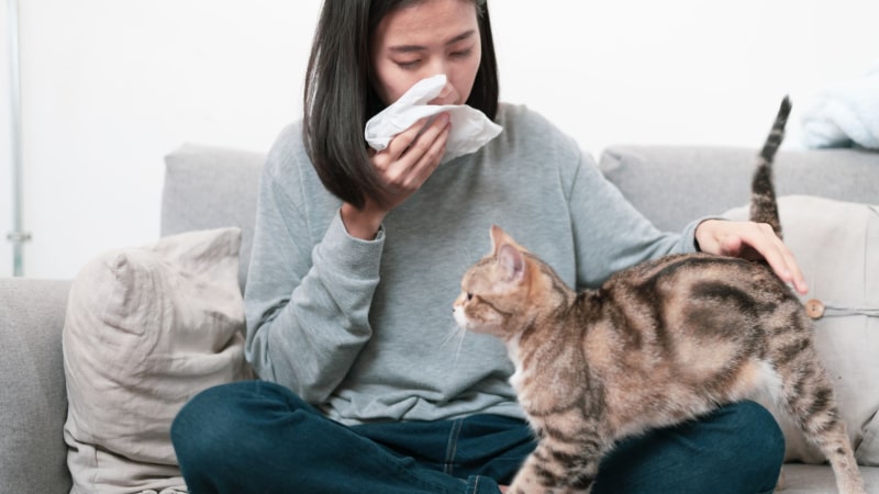 Koty a alergie: jak minimalizować objawy?