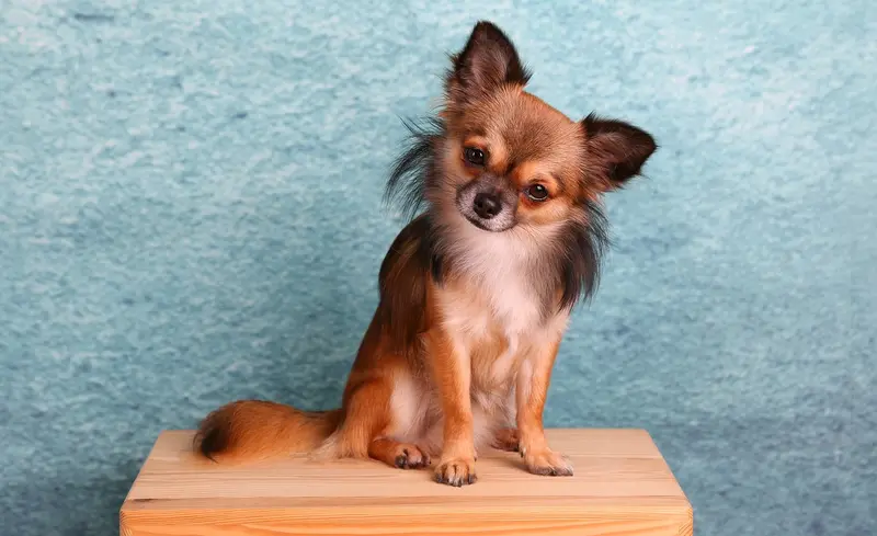 Pielęgnacja i opieka nad Chihuahua
