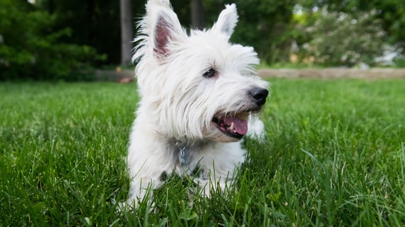 West Highland White Terrier szczeniak