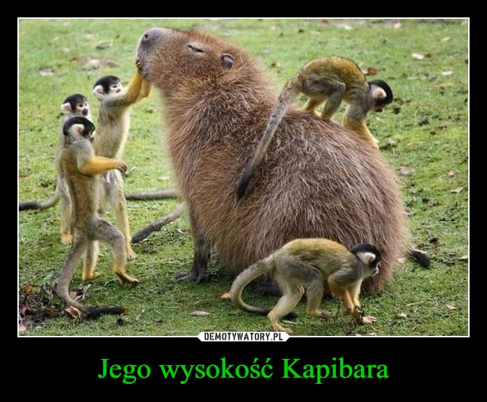 Kapibara meme