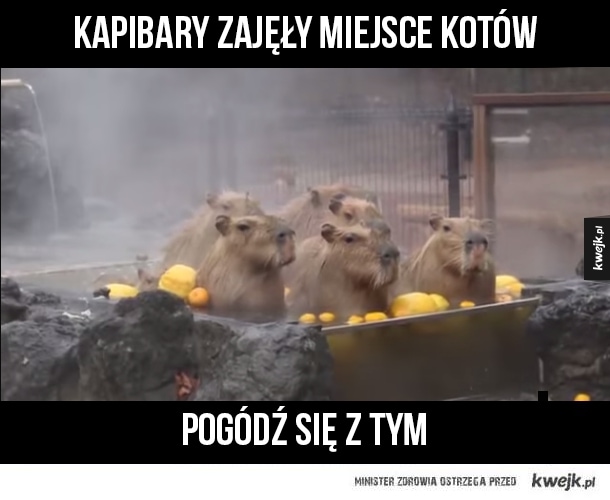 Kapibara memy